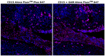 Mouse IgM (Heavy chain) Secondary Antibody in Immunohistochemistry (Paraffin) (IHC (P))