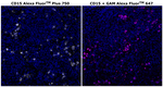 Mouse IgM (Heavy chain) Secondary Antibody in Immunohistochemistry (Paraffin) (IHC (P))