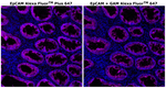 Mouse IgG1 Cross-Adsorbed Secondary Antibody in Immunohistochemistry (Paraffin) (IHC (P))