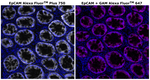 Mouse IgG1 Cross-Adsorbed Secondary Antibody in Immunohistochemistry (Paraffin) (IHC (P))