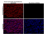 Mouse IgG1 Cross-Adsorbed Secondary Antibody in Immunohistochemistry (Paraffin) (IHC (P))