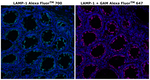 Mouse IgG1 Cross-Adsorbed Secondary Antibody in Immunohistochemistry (Paraffin) (IHC (P))
