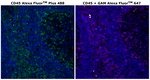Mouse IgG1 Cross-Adsorbed Secondary Antibody in Immunohistochemistry (Paraffin) (IHC (P))