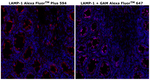 Mouse IgG1 Cross-Adsorbed Secondary Antibody in Immunohistochemistry (Paraffin) (IHC (P))