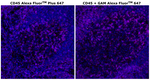 Mouse IgG1 Cross-Adsorbed Secondary Antibody in Immunohistochemistry (Paraffin) (IHC (P))