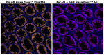Mouse IgG1 Cross-Adsorbed Secondary Antibody in Immunohistochemistry (Paraffin) (IHC (P))