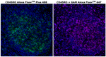 Mouse IgG2a Cross-Adsorbed Secondary Antibody in Immunohistochemistry (Paraffin) (IHC (P))
