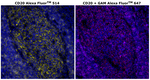 Mouse IgG2a Cross-Adsorbed Secondary Antibody in Immunohistochemistry (Paraffin) (IHC (P))
