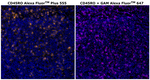 Mouse IgG2a Cross-Adsorbed Secondary Antibody in Immunohistochemistry (Paraffin) (IHC (P))