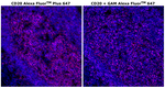 Mouse IgG2a Cross-Adsorbed Secondary Antibody in Immunohistochemistry (Paraffin) (IHC (P))