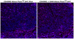 Mouse IgG2a Cross-Adsorbed Secondary Antibody in Immunohistochemistry (Paraffin) (IHC (P))
