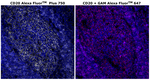 Mouse IgG2a Cross-Adsorbed Secondary Antibody in Immunohistochemistry (Paraffin) (IHC (P))