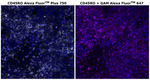 Mouse IgG2a Cross-Adsorbed Secondary Antibody in Immunohistochemistry (Paraffin) (IHC (P))