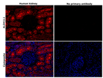 Mouse IgG2b Cross-Adsorbed Secondary Antibody in Immunohistochemistry (Paraffin) (IHC (P))