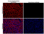 Mouse IgG2b Cross-Adsorbed Secondary Antibody in Immunohistochemistry (Paraffin) (IHC (P))
