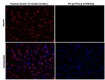 Rabbit IgG (H+L) Highly Cross-Adsorbed Secondary Antibody in Immunohistochemistry (Paraffin) (IHC (P))