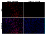 Rat IgG (H+L) Cross-Adsorbed Secondary Antibody in Immunohistochemistry (Paraffin) (IHC (P))