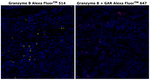 Rat IgG (H+L) Cross-Adsorbed Secondary Antibody in Immunohistochemistry (Paraffin) (IHC (P))