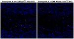 Rat IgG (H+L) Cross-Adsorbed Secondary Antibody in Immunohistochemistry (Paraffin) (IHC (P))