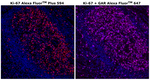 Rat IgG (H+L) Cross-Adsorbed Secondary Antibody in Immunohistochemistry (Paraffin) (IHC (P))
