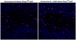 Rat IgG (H+L) Cross-Adsorbed Secondary Antibody in Immunohistochemistry (Paraffin) (IHC (P))