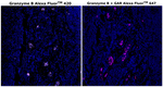 Rat IgG (H+L) Cross-Adsorbed Secondary Antibody in Immunohistochemistry (Paraffin) (IHC (P))