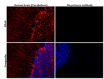 GFAP Antibody in Immunohistochemistry (Paraffin) (IHC (P))
