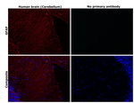 GFAP Antibody in Immunohistochemistry (Paraffin) (IHC (P))
