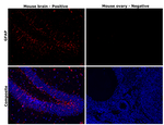 GFAP Antibody in Immunohistochemistry (Paraffin) (IHC (P))