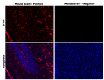 GFAP Antibody in Immunohistochemistry (Paraffin) (IHC (P))