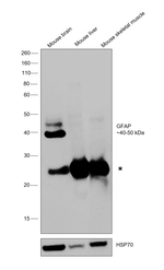 GFAP Antibody in Western Blot (WB)