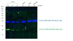 Chicken anti-Rabbit IgG (H+L) Cross-Adsorbed Secondary Antibody, Alexa Fluor™ 488