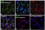 Chicken anti-Goat IgG (H+L) Cross-Adsorbed Secondary Antibody, Alexa Fluor™ 488