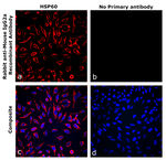 Rabbit IgG (H+L) Highly Cross-Adsorbed Secondary Antibody in Immunocytochemistry (ICC/IF)