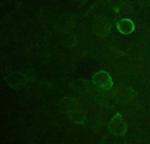 DYKDDDDK-tag Antibody in Immunocytochemistry (ICC/IF)