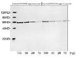 DYKDDDDK-tag Antibody in Western Blot (WB)