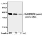 DYKDDDDK-tag Antibody in Western Blot (WB)