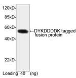 DYKDDDDK-tag Antibody in Western Blot (WB)