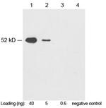 c-Myc-tag Antibody in Western Blot (WB)