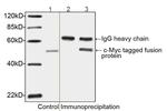 c-Myc-tag Antibody in Western Blot (WB)