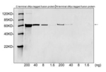 c-Myc-tag Antibody in Western Blot (WB)