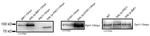 c-Myc-tag Antibody in Western Blot (WB)