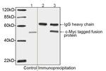 c-Myc-tag Antibody in Western Blot (WB)