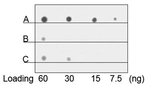 His Tag Antibody in Dot Blot (DB)