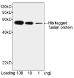 His Tag Antibody in Western Blot (WB)