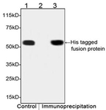 His Tag Antibody in Western Blot (WB)