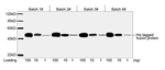 His Tag Antibody in Western Blot (WB)