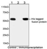 His Tag Antibody in Western Blot (WB)