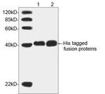 His Tag Antibody in Western Blot (WB)