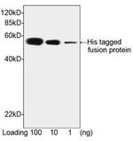 His Tag Antibody in Western Blot (WB)